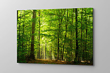 Obraz Krása lesa zs1140